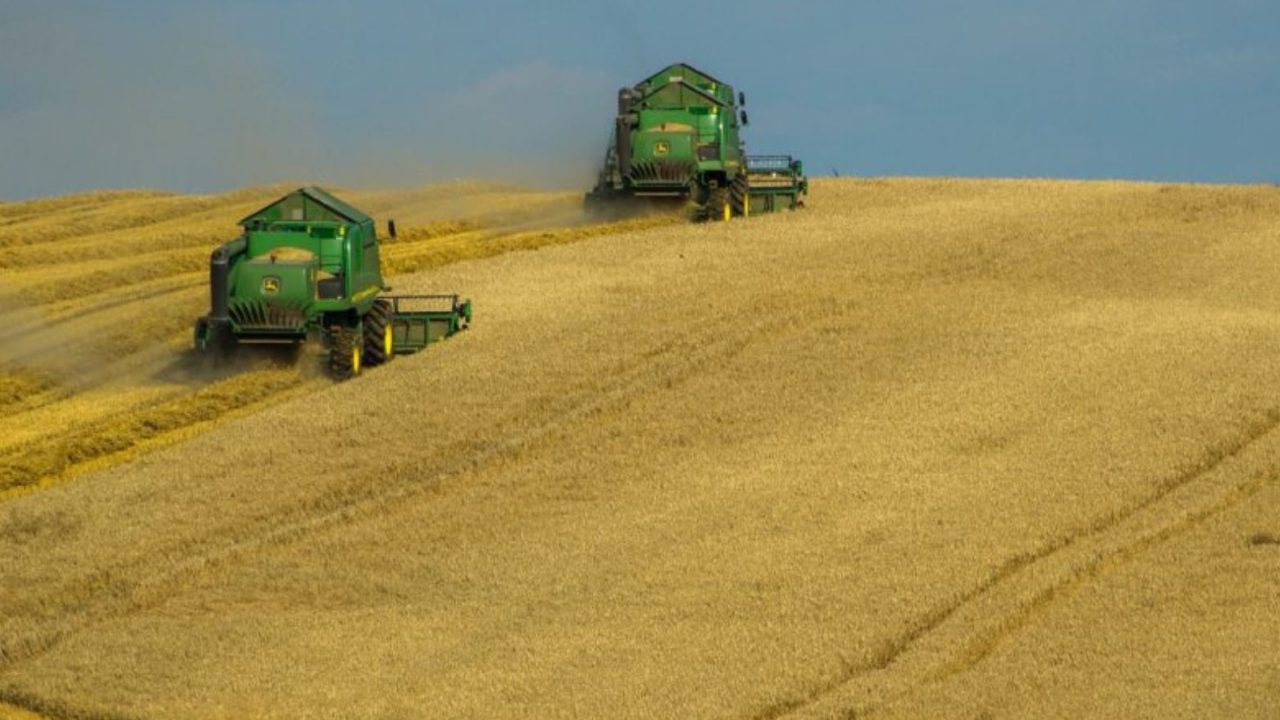 Grano, nel 2024 la produzione a quota 3.5 mln di ton